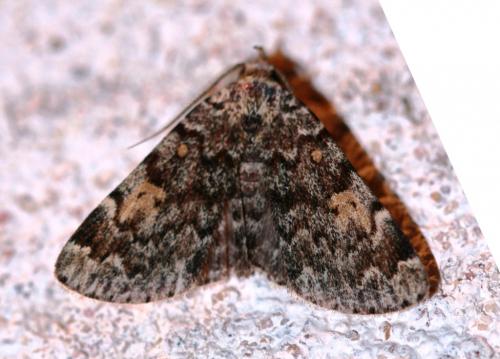 Idia calvaria